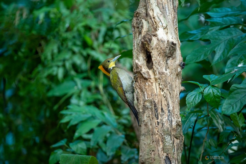 大黄冠啄木鸟