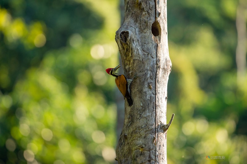 大金背啄木鸟1-DeNoiseAI-standard