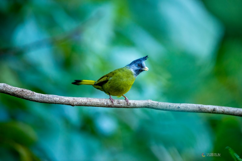 鳳頭雀嘴鵯