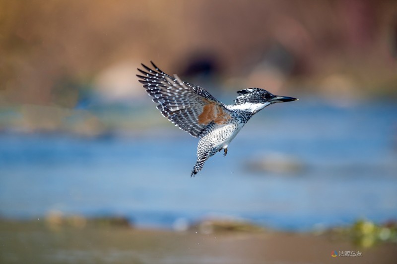 冠魚狗