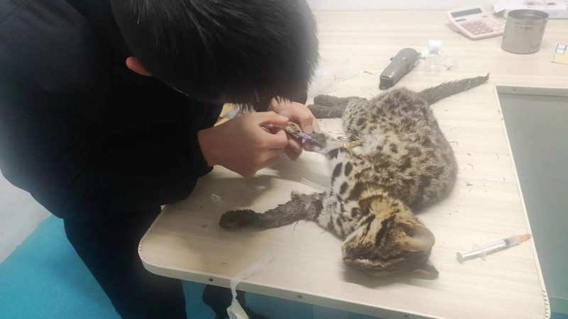 12月19日，从江县下江镇公纳村发现国家二级保护动物豹猫受伤，县野保站立即前往该地开展救治。（摄：杨建）