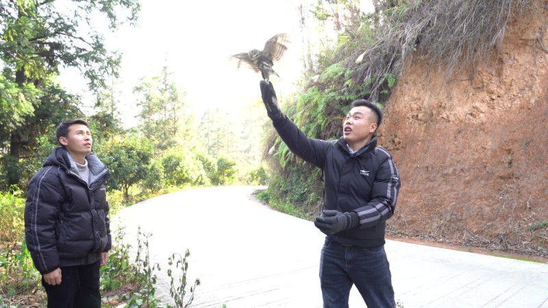 12月22日，经过救治后的斑头鸺鹠在从江县国有林场放生。（摄：戴时博）
