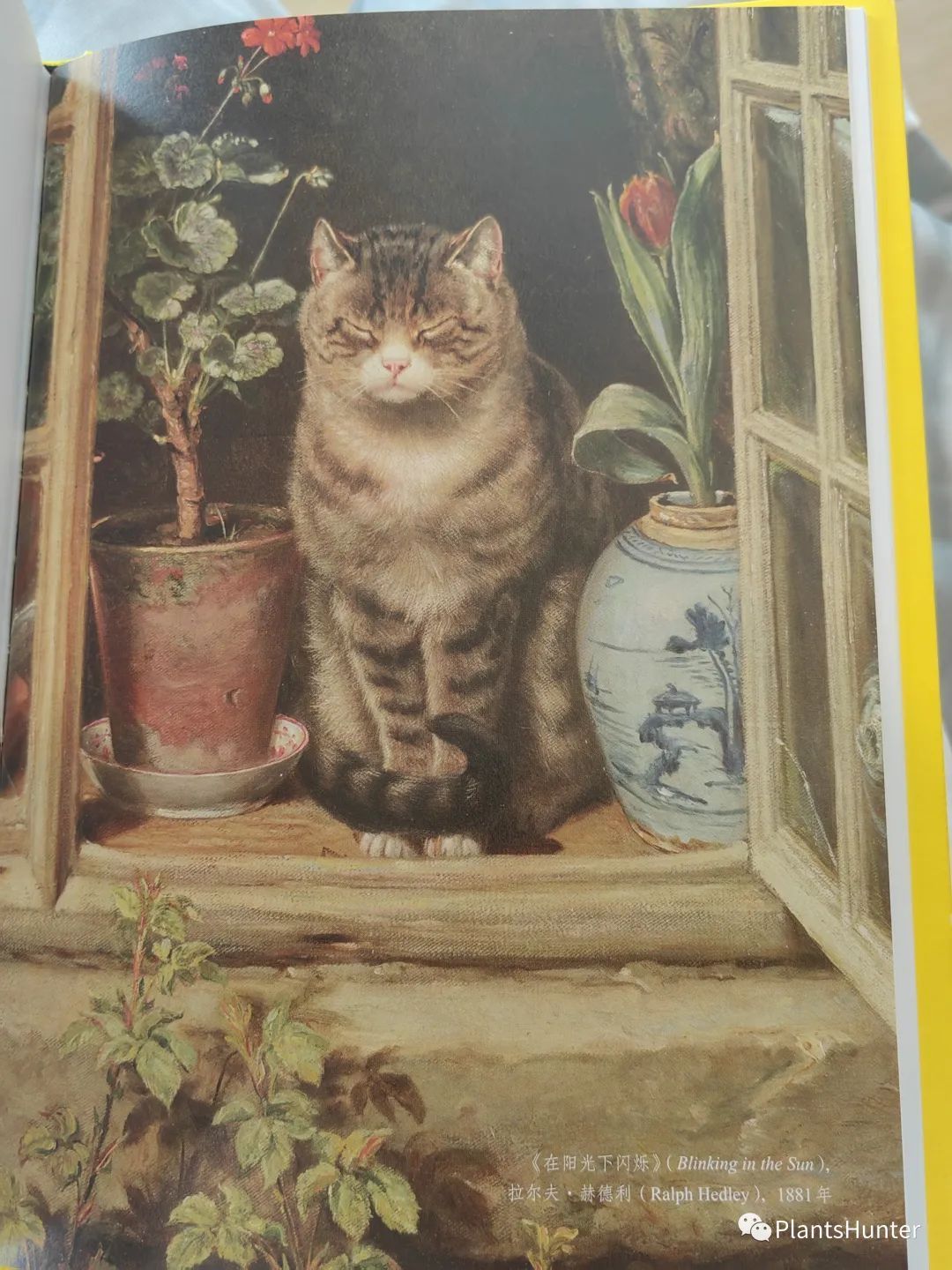 圖片