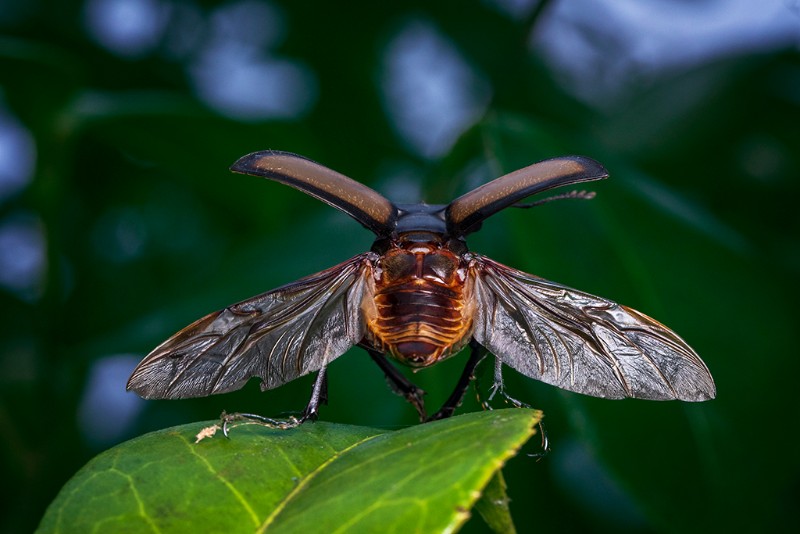 深山鍬屬未定種 Lucanus sp.九