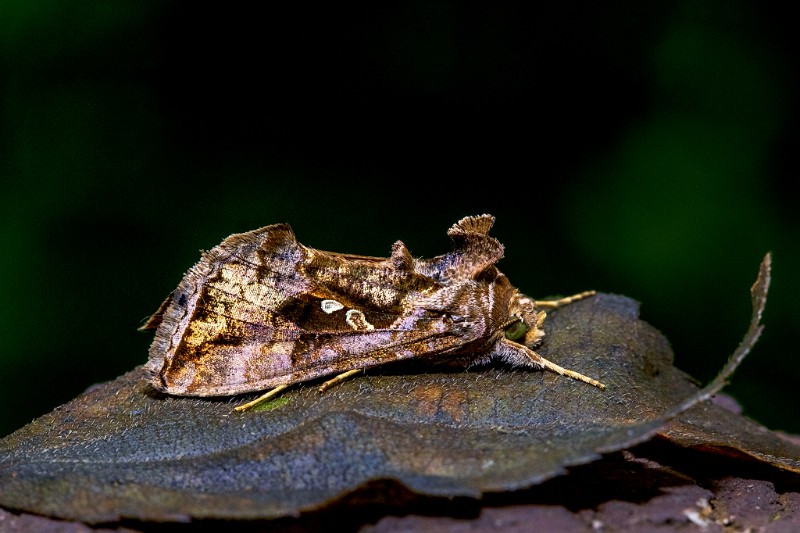 南方錁紋夜蛾（Chrysodeixis eriosoma）