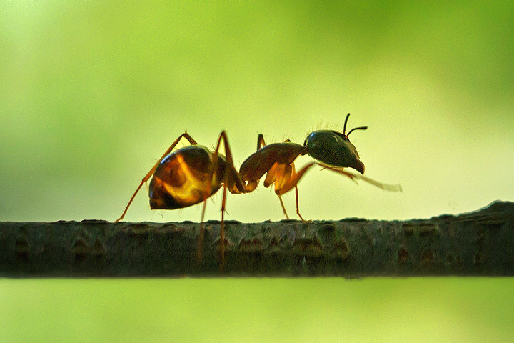 弓背蚁 Camponotus sp.