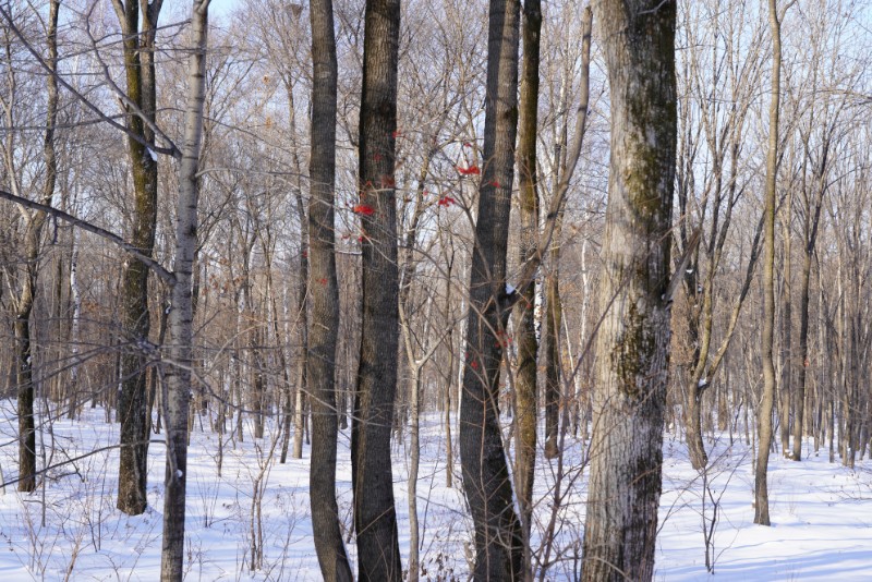 003-DSC09111