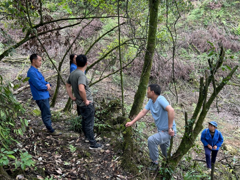 调解永福镇永兴村林地纠纷