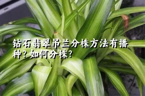 钻石翡翠吊兰分株方法有播种？如何分株？