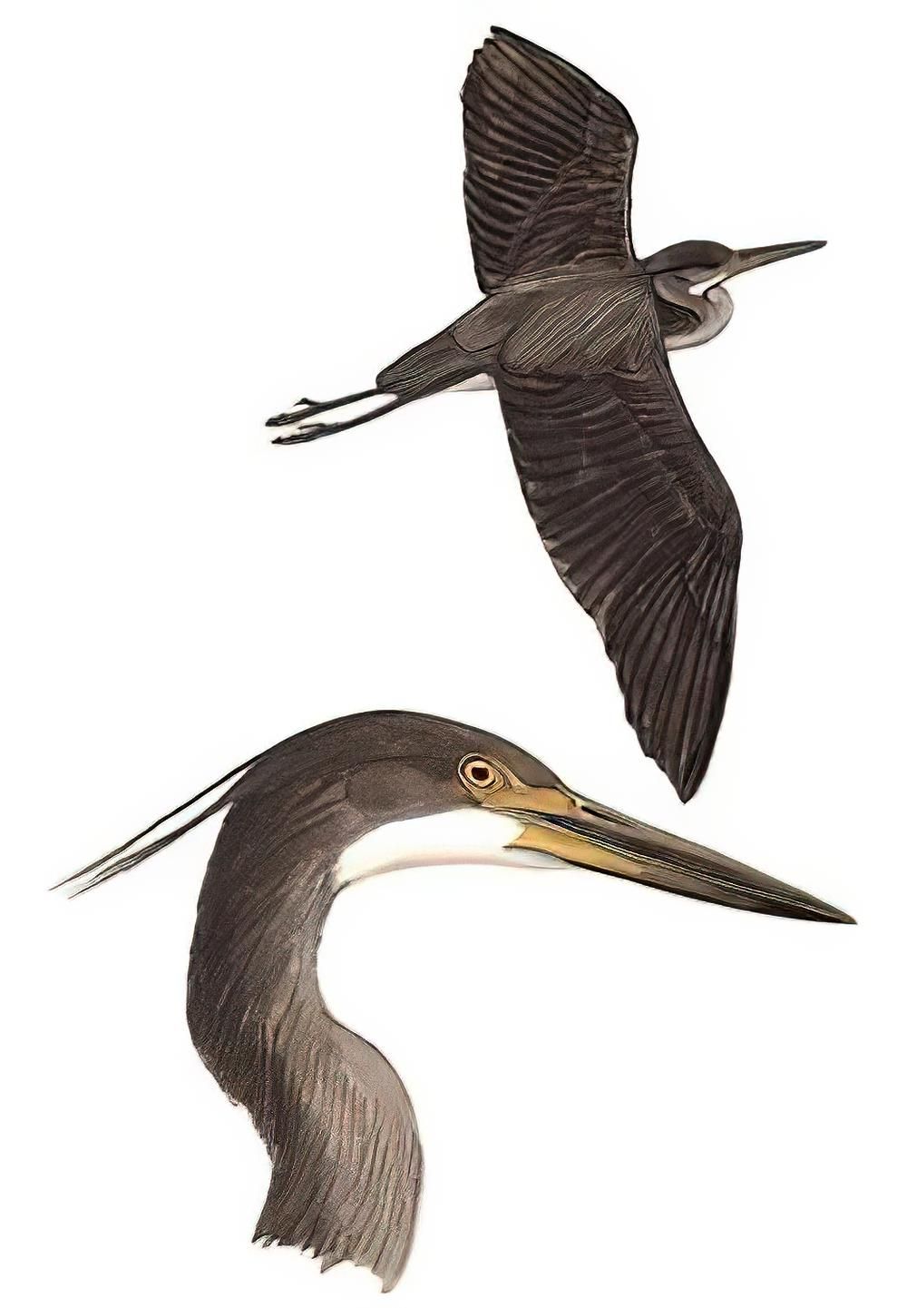 白腹鹭 / White-bellied Heron / Ardea insignis