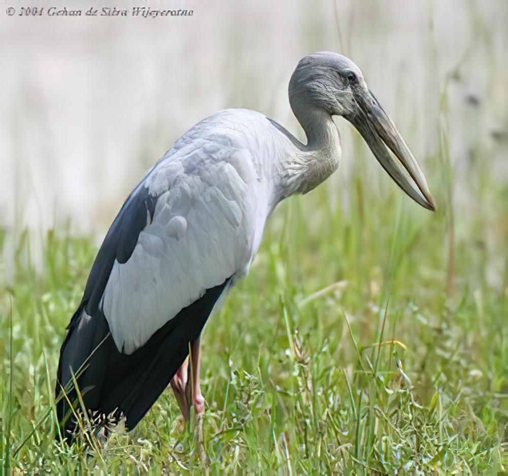 钳嘴鹳 / Asian Openbill / Anastomus oscitans