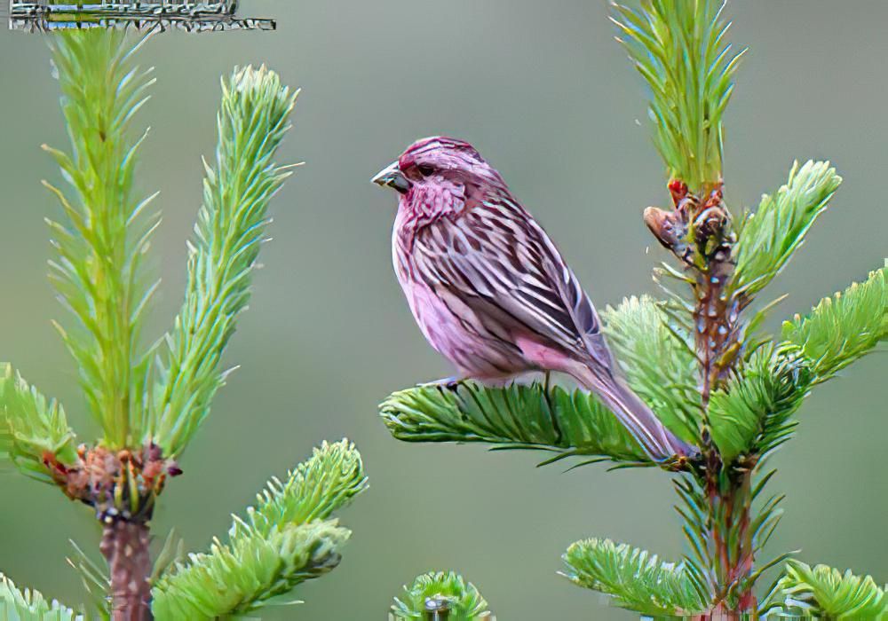 红眉朱雀 / Chinese Beautiful Rosefinch / Carpodacus davidianus