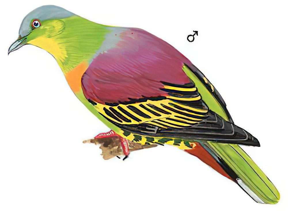 灰头绿鸠 / Ashy-headed Green Pigeon / Treron phayrei