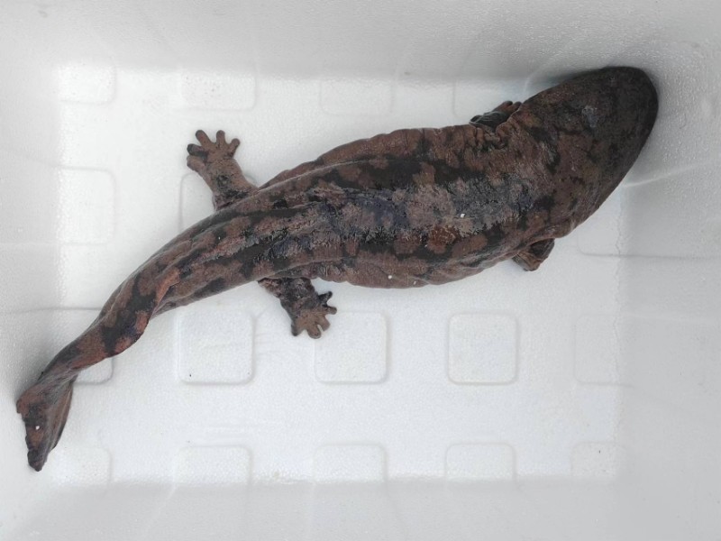 cfc7b73616da9b4ea4b864545295ee5