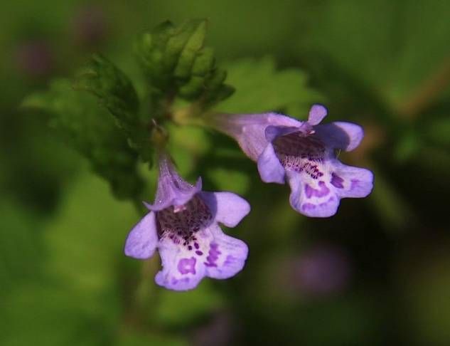 生长在农村的这80种花草好看还很有用一竞技平台(图1)