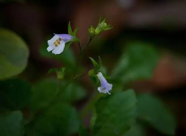 生长在农村的这80种花草好看还很有用一竞技平台(图3)