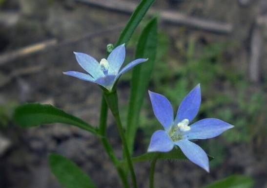 生长在农村的这80种花草好看还很有用一竞技平台(图5)