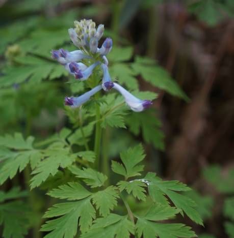 生长在农村的这80种花草好看还很有用一竞技平台(图7)