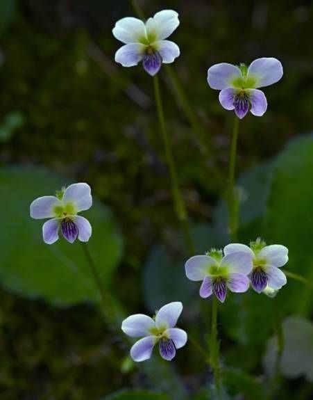 生长在农村的这80种花草好看还很有用一竞技平台(图9)