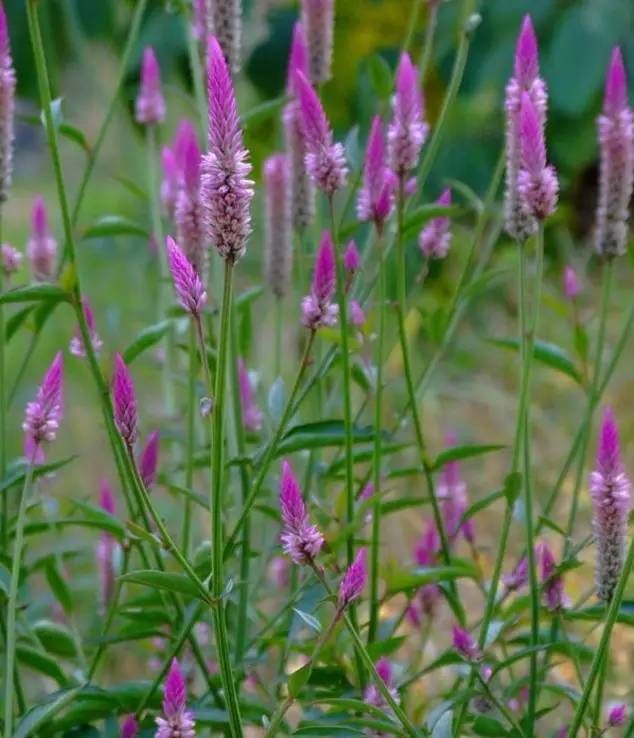 生长在农村的这80种花草好看还很有用一竞技平台(图11)