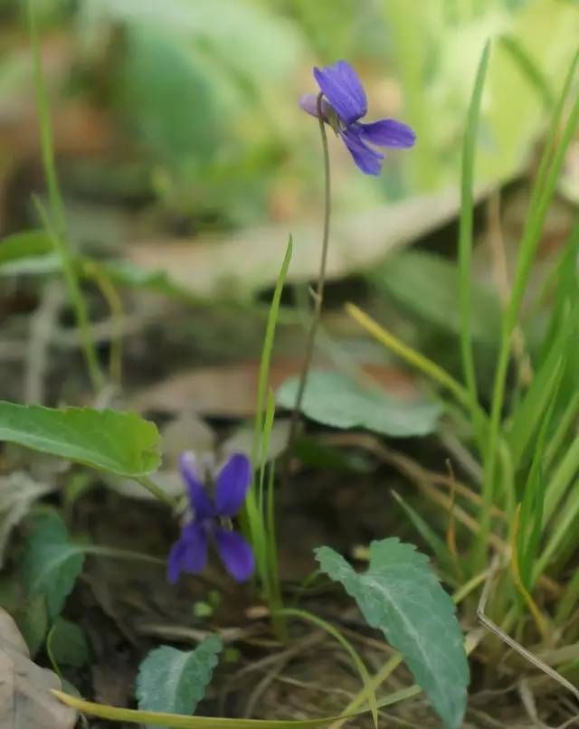 生长在农村的这80种花草好看还很有用一竞技平台(图12)