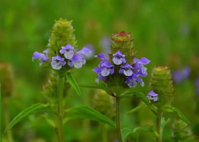 生长在农村的这80种花草好看还很有用一竞技平台(图14)