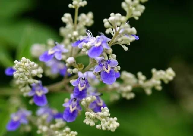 生长在农村的这80种花草好看还很有用一竞技平台(图17)