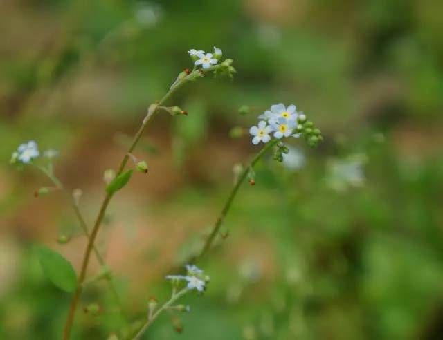 生长在农村的这80种花草好看还很有用一竞技平台(图18)