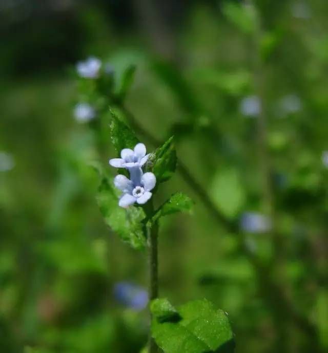 生长在农村的这80种花草好看还很有用一竞技平台(图19)