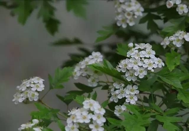 生长在农村的这80种花草好看还很有用一竞技平台(图21)