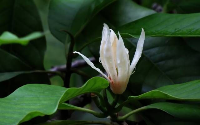 生长在农村的这80种花草好看还很有用一竞技平台(图23)