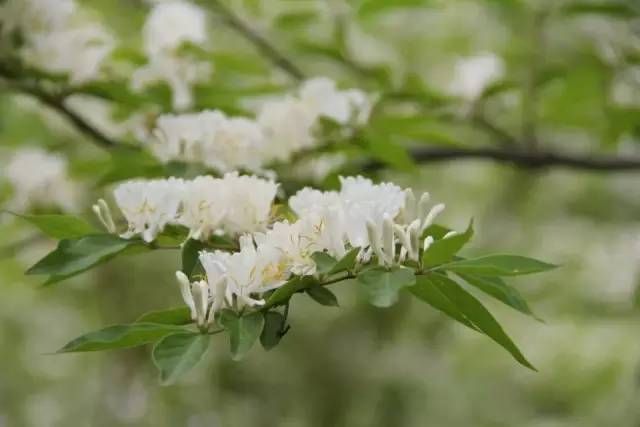 生长在农村的这80种花草好看还很有用一竞技平台(图28)