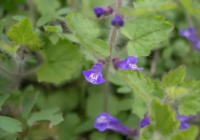 生长在农村的这80种花草好看还很有用一竞技平台(图30)