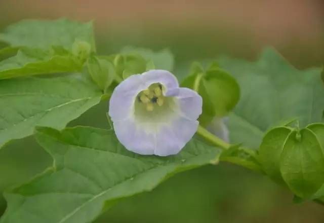 生长在农村的这80种花草好看还很有用一竞技平台(图32)