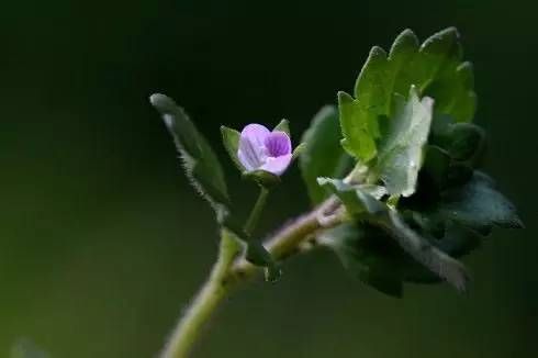 生长在农村的这80种花草好看还很有用一竞技平台(图35)