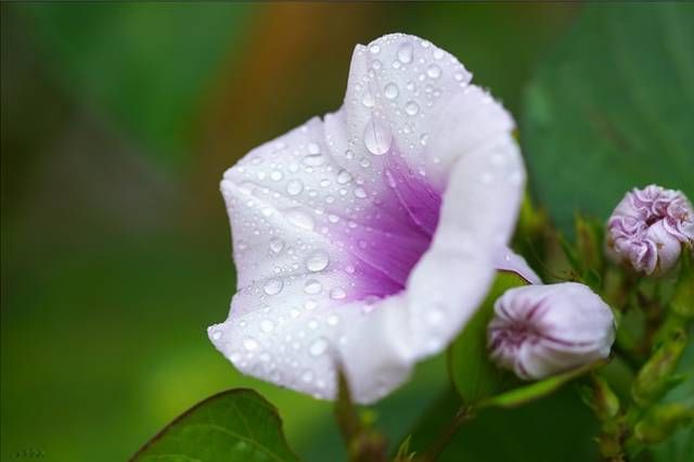 生长在农村的这80种花草好看还很有用一竞技平台(图38)