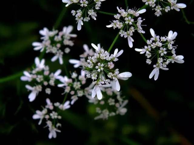 生长在农村的这80种花草好看还很有用一竞技平台(图40)