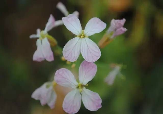 生长在农村的这80种花草好看还很有用一竞技平台(图42)