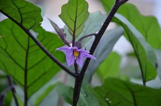 生长在农村的这80种花草好看还很有用一竞技平台(图43)