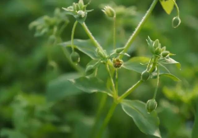 生长在农村的这80种花草好看还很有用一竞技平台(图46)