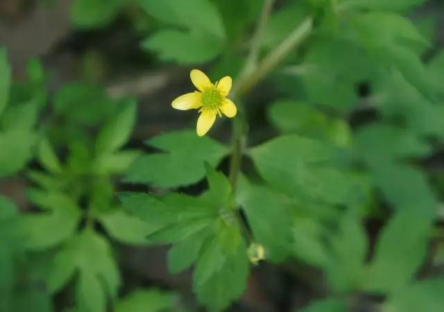 生长在农村的这80种花草好看还很有用一竞技平台(图50)