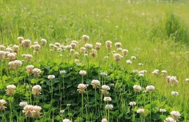 生长在农村的这80种花草好看还很有用一竞技平台(图52)