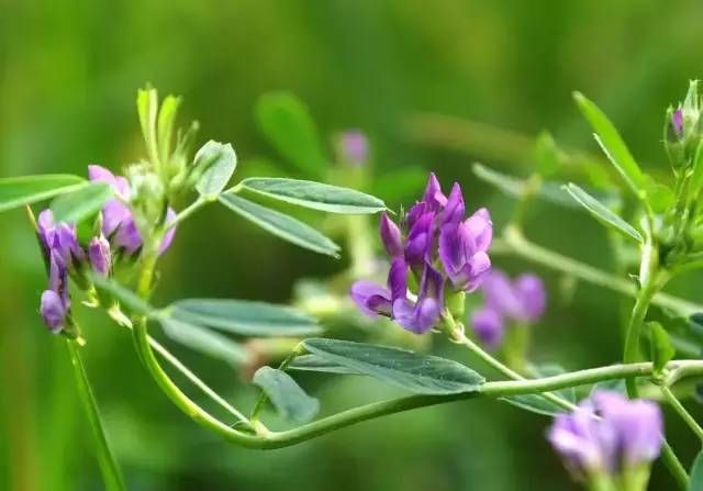 生长在农村的这80种花草好看还很有用一竞技平台(图53)