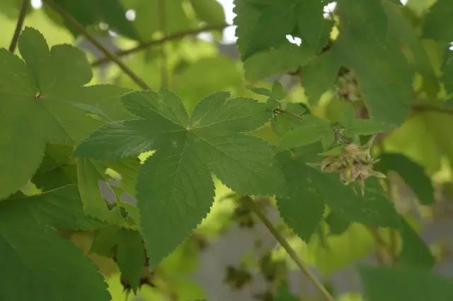 生长在农村的这80种花草好看还很有用一竞技平台(图54)