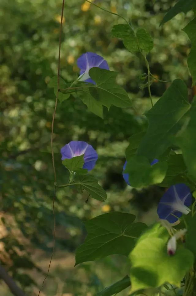 生长在农村的这80种花草好看还很有用一竞技平台(图56)