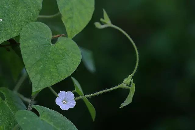 生长在农村的这80种花草好看还很有用一竞技平台(图58)