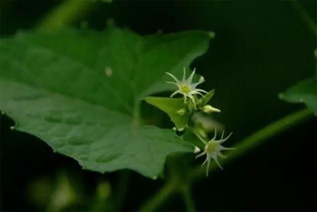 生长在农村的这80种花草好看还很有用一竞技平台(图61)