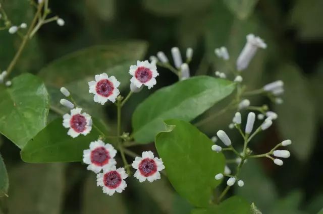 生长在农村的这80种花草好看还很有用一竞技平台(图63)