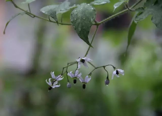 生长在农村的这80种花草好看还很有用一竞技平台(图64)