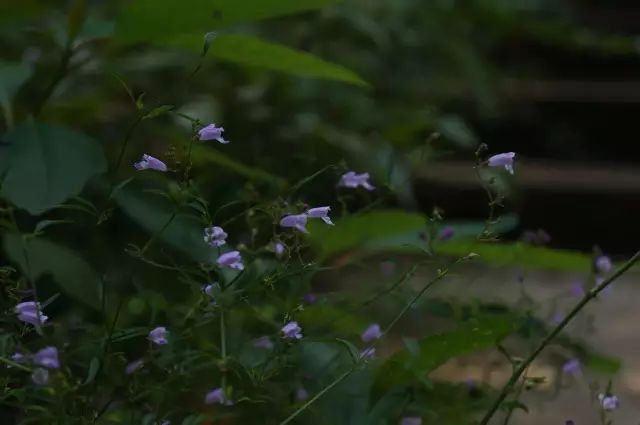 生长在农村的这80种花草好看还很有用一竞技平台(图67)